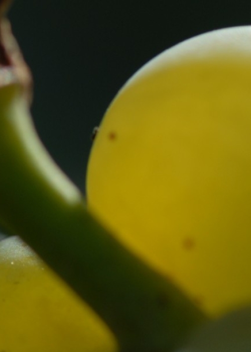 Sauvignon blanc R 3 Einzelbeeren b
